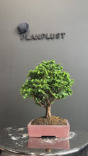 將影片載入圖庫檢視器並播放，日本🇯🇵石化檜Sekka Hinoki Cypress セッカヒノキ (附上影片)
