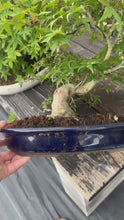 將影片載入圖庫檢視器並播放，預購日本🇯🇵紅葉 出猩々 岀猩猩Deshojo(附上影片)
