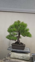 將影片載入圖庫檢視器並播放，預購日本🇯🇵山採黑松 Yamadori Black Pine (附上影片)
