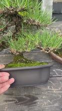 Load the video into the gallery viewer and play it.預購日本🇯🇵山採 黑松 Yamadori Black Pine (附上影片)
