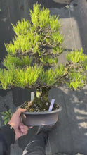 將影片載入圖庫檢視器並播放，預購日本🇯🇵太幹黑松 Black Pine (附上影片)
