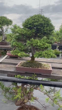 Load the video into the gallery viewer and play it.預購日本🇯🇵津山檜Chamaecyparis obtusa （附上影片）
