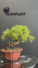 Load the video into the gallery viewer and play it.Japan🇯🇵Japanese White Pine (with video)
