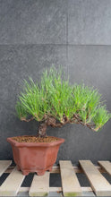 將影片載入圖庫檢視器並播放，日本🇯🇵黑松 Japanese Black Pine (附上影片)
