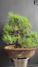 將影片載入圖庫檢視器並播放，預購日本🇯🇵黑松 Black Pine (附上影片)
