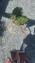 Load the video into the gallery viewer and play it.預購日本🇯🇵津山檜Chamaecyparis obtusa （附上影片）
