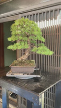 將影片載入圖庫檢視器並播放，預購日本🇯🇵五葉松 Yamadori Japanese White Pine (附上影片)
