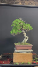 Load the video into the gallery viewer and play it.Pre-order Japan🇯🇵Japanese Itoigawa Shimpaku (with video)
