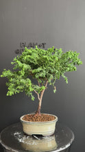 將影片載入圖庫檢視器並播放，日本🇯🇵津山檜Hinoki Chamaecyparis Obtusa(附上影片)

