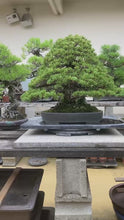 將影片載入圖庫檢視器並播放，預購日本🇯🇵八房九重五葉松 太幹逸品Japanese White Pine (附上影片)
