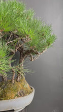將影片載入圖庫檢視器並播放，日本🇯🇵黑松 Japanese Black Pine (附上影片)
