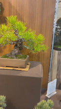 Load and play video in Gallery viewer, 預訂日本🇯🇵 赤松 Red Pine / Pinus Densiflora
