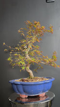 Load and play video in Gallery viewer, 日本🇯🇵楓葉 紅葉 もみじAcer palmatum (附上影片)
