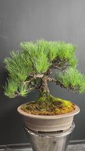 將影片載入圖庫檢視器並播放，日本🇯🇵黑松 Black Pine (附上影片)
