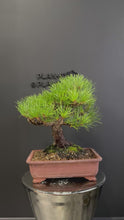 Load and play video in Gallery viewer, 日本🇯🇵山採太幹 黑松 Black Pine (附上影片)
