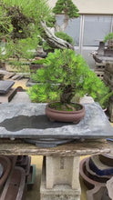 將影片載入圖庫檢視器並播放，預購日本🇯🇵山採 太幹黑松 Black Pine (附上影片)
