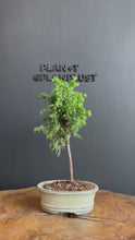 Load the video into the gallery viewer and play it.日本🇯🇵津山檜Hinoki Chamaecyparis Obtusa(附上影片)
