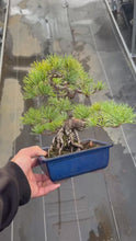 Load the video into the gallery viewer and play it.預購日本🇯🇵五葉松 Japanese White Pine (附上影片)
