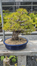 Load and play video in Gallery viewer, 預訂日本🇯🇵黑松 昇龍Black Pine (附上影片)
