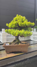 將影片載入圖庫檢視器並播放，預購日本🇯🇵太幹五葉松 Japanese White Pine (附上影片)
