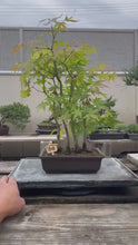 Load the video into the gallery viewer and play it.日本🇯🇵紅楓 清姬モミジ Acer Palmatum (附上影片)
