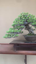將影片載入圖庫檢視器並播放，預購日本🇯🇵太幹山採五葉松 Yamadori Japanese White Pine (附上影片)
