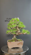 Load and play video in Gallery viewer, 日本🇯🇵太幹 黑松 Black Pine (附上影片)
