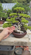 將影片載入圖庫檢視器並播放，預購日本🇯🇵糸魚川真柏 Japanese Itoigawa Shimpaku (附上影片)
