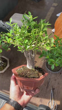 Load the video into the gallery viewer and play it.預購日本🇯🇵金豆Fortunella Hindsii (附上影片)
