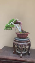 Load the video into the gallery viewer and play it.Pre-order Japan🇯🇵Japanese Itoigawa Shimpaku (with video)
