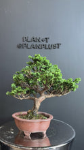 Load the video into the gallery viewer and play it.日本🇯🇵石化檜Sekka Hinoki Cypress セッカヒノキ (附上影片)
