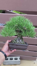 Load and play video in Gallery viewer, 預訂日本🇯🇵太幹模樣木黑松 Black Pine (附上影片)
