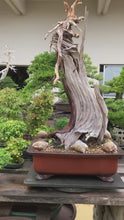 將影片載入圖庫檢視器並播放，預購日本🇯🇵糸魚川真柏 Japanese Itoigawa Shimpaku(附上影片)
