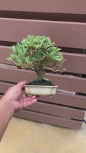 將影片載入圖庫檢視器並播放，預購日本🇯🇵火棘Pyracantha coccinea (附上影片)
