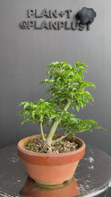 將影片載入圖庫檢視器並播放，日本🇯🇵楓葉 獅子頭 紅葉 もみじAcer palmatum (附上影片)
