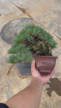 將影片載入圖庫檢視器並播放，預購日本🇯🇵五葉松 Japanese White Pine (附上影片)
