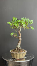 將影片載入圖庫檢視器並播放，日本🇯🇵欅樹Keyaki Zelkova Serrata (附上影片)
