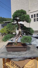 將影片載入圖庫檢視器並播放，預購日本🇯🇵糸魚川真柏 Japanese Itoigawa Shimpaku (附上影片)
