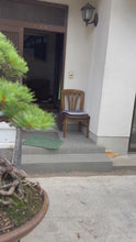 將影片載入圖庫檢視器並播放，預購日本🇯🇵五葉松 Japanese White Pine (附上影片)
