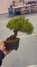 Load and play video in Gallery viewer, 預訂日本🇯🇵五葉松 瑞祥Japanese White Pine (附上影片)
