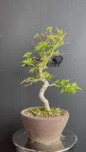 將影片載入圖庫檢視器並播放，日本🇯🇵楓葉 紅葉 もみじAcer palmatum (附上影片)
