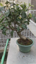 將影片載入圖庫檢視器並播放，日本🇯🇵山茶花 茶梅 岀雲大社Camellia Sasanqua (附上影片)
