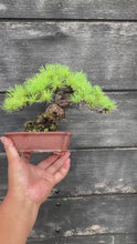 Load the video into the gallery viewer and play it.預購日本🇯🇵五葉松 Japanese White Pine (附上影片)
