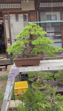 Load the video into the gallery viewer and play it.Pre-order Japan🇯🇵Japanese White Pine (with video)
