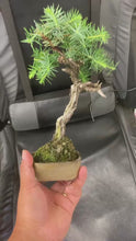 將影片載入圖庫檢視器並播放，預訂日本🇯🇵杜松Juniperus Rigida (附上影片)
