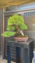 將影片載入圖庫檢視器並播放，預購日本🇯🇵山採黑松 YAMADORI Black Pine (附上影片)
