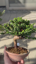 Load the video into the library viewer and play it.Japan🇯🇵Sekka Hinoki Cypress Hinoki (video included)
