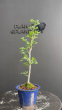 Load the video into the gallery viewer and play it.Japan🇯🇵Ginkgo Biloba (video included)

