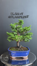 將影片載入圖庫檢視器並播放，日本🇯🇵津山檜Hinoki Chamaecyparis Obtusa(附上影片)
