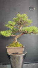 Load and play video in Gallery viewer, 日本🇯🇵黑松 Black Pine (附上影片)
